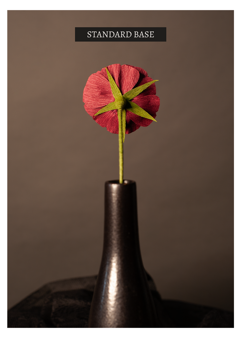 A single flower seen from the back with a base comprised of 5 slender triangular leaves arranged in a star shape pattern sitting atop a green stem.